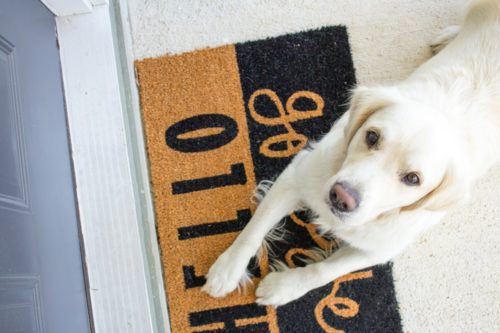 offboarding checklist: Dog on mat