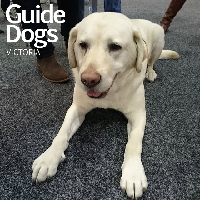 guide dogs victoria hronboard sponsor